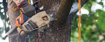 Reliable Monticello, WI Tree Services Solutions