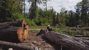 Best Firewood Processing and Delivery  in Monticello, WI