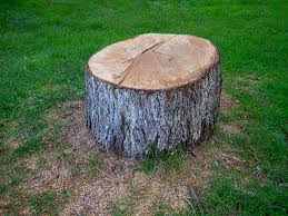 Best Tree Trimming and Pruning  in Monticello, WI