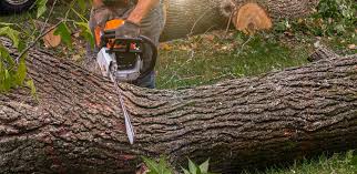 Best Root Management and Removal  in Monticello, WI
