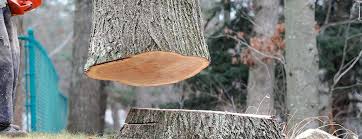 Best Emergency Tree Removal  in Monticello, WI