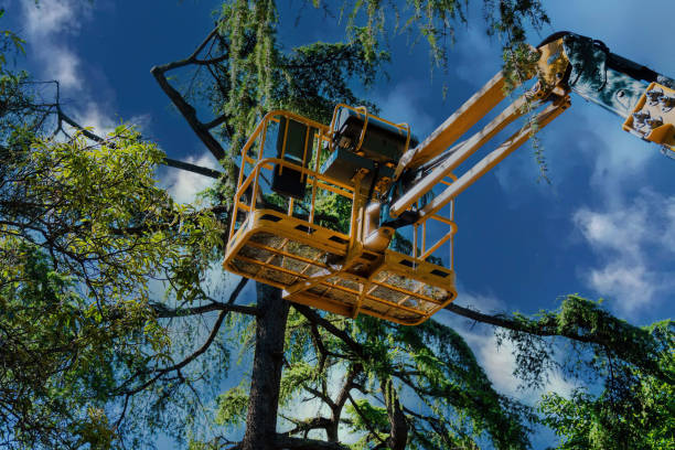 Best Tree Risk Assessment  in Monticello, WI