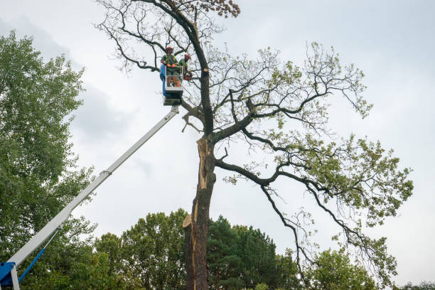 How Our Tree Care Process Works  in  Monticello, WI
