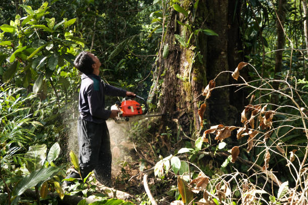 Best Tree and Shrub Care  in Monticello, WI