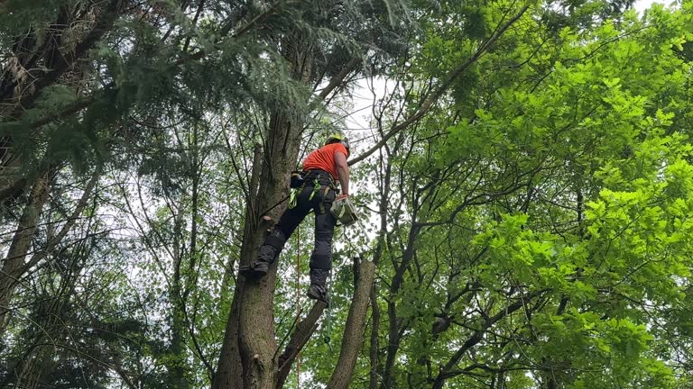 Best Tree Mulching  in Monticello, WI
