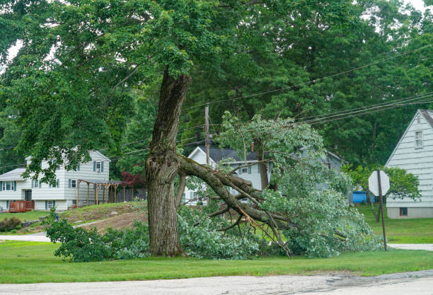 Best Fruit Tree Pruning  in Monticello, WI