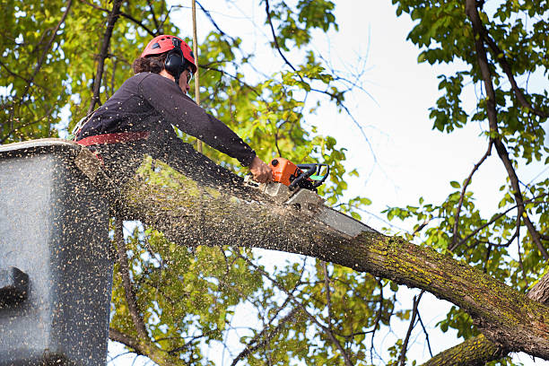 Best Lawn Mowing  in Monticello, WI