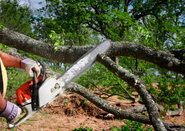 Best Arborist Consultation Services  in Monticello, WI